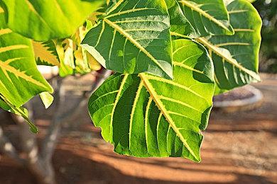 爷青回！《啪嗒砰1+2合集》全新概述预告片发布！